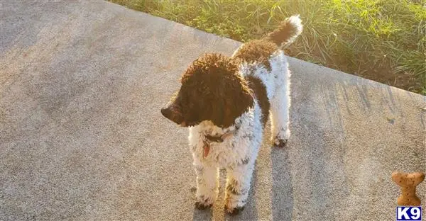 Poodle stud dog