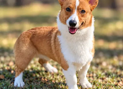 Pembroke Welsh Corgi stud dog: Tri-color Pembroke Welsh Corgi standing on grass, smiling