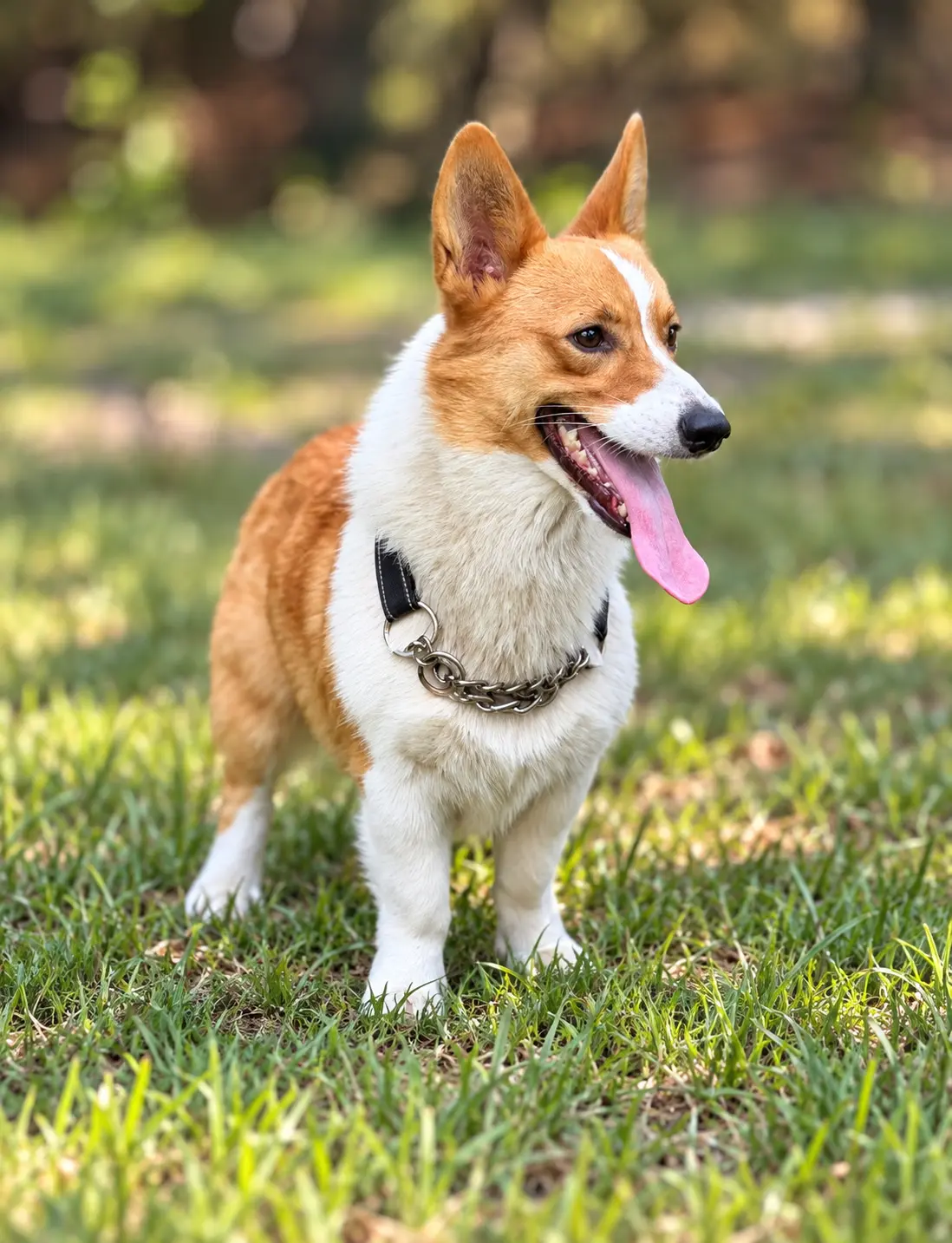 Pembroke Welsh Corgi stud dog: Pembroke Welsh Corgi with a tan and white coat, standing on grass