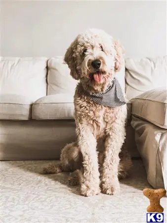 Goldendoodles stud dog