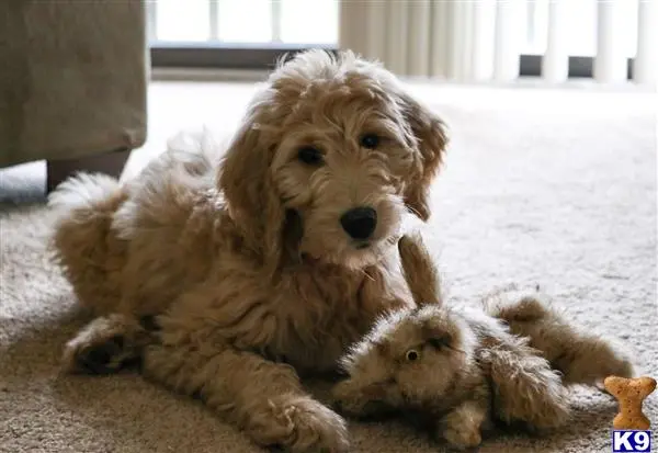 Goldendoodles stud dog