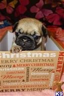 pug puppy posted by tiffanyma
