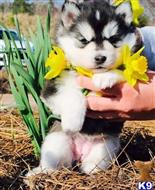 siberian husky puppy posted by tiffolo