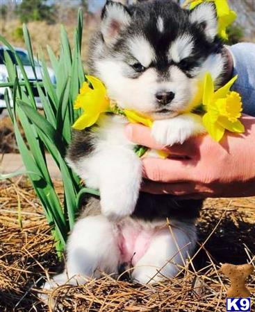 siberian husky puppy posted by tiffolo