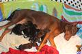 doberman pinscher puppy posted by tigercat62