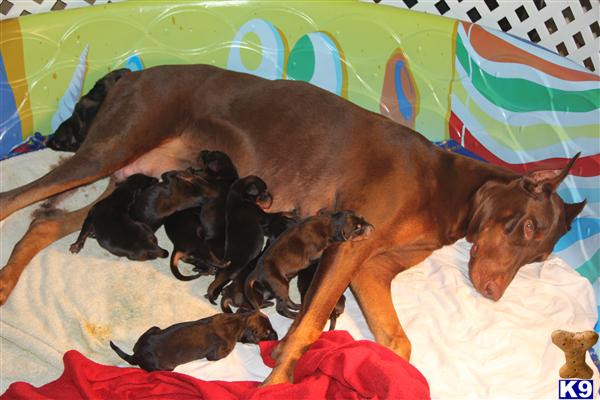 doberman pinscher puppy posted by tigercat62