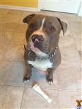 American Pit Bull stud dog: Gray and white American Pit Bull sitting on tiled floor