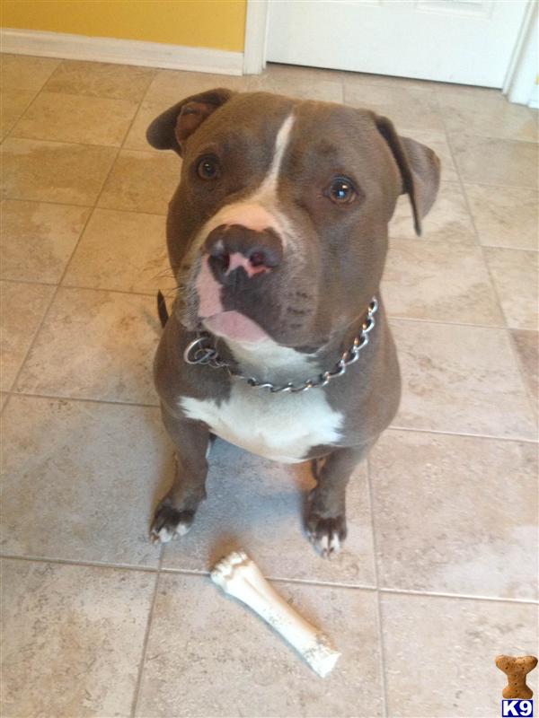 American Pit Bull stud dog