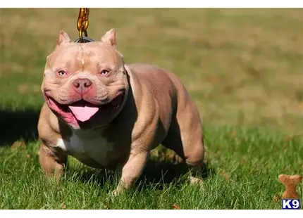 American Bully