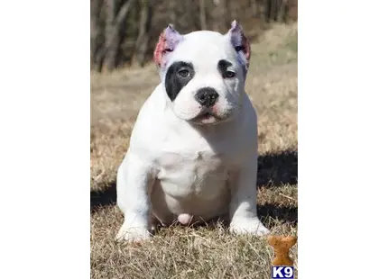 American Bully