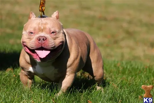 American Bully stud dog