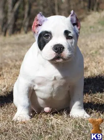 American Bully puppy for sale