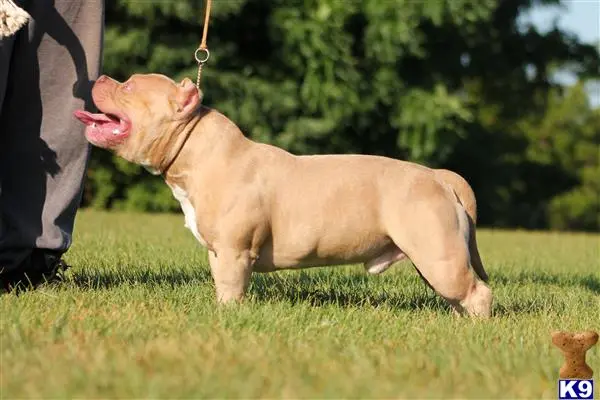 American Bully stud dog