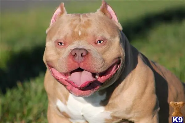 American Bully stud dog