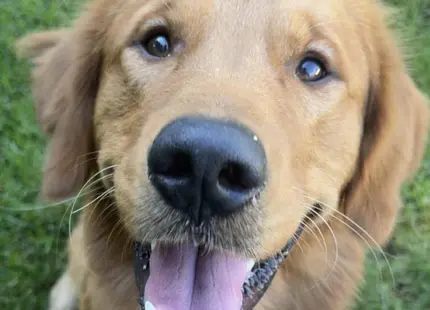 Golden Retriever stud dog: Smiling Golden Retriever with a golden coat in green grass