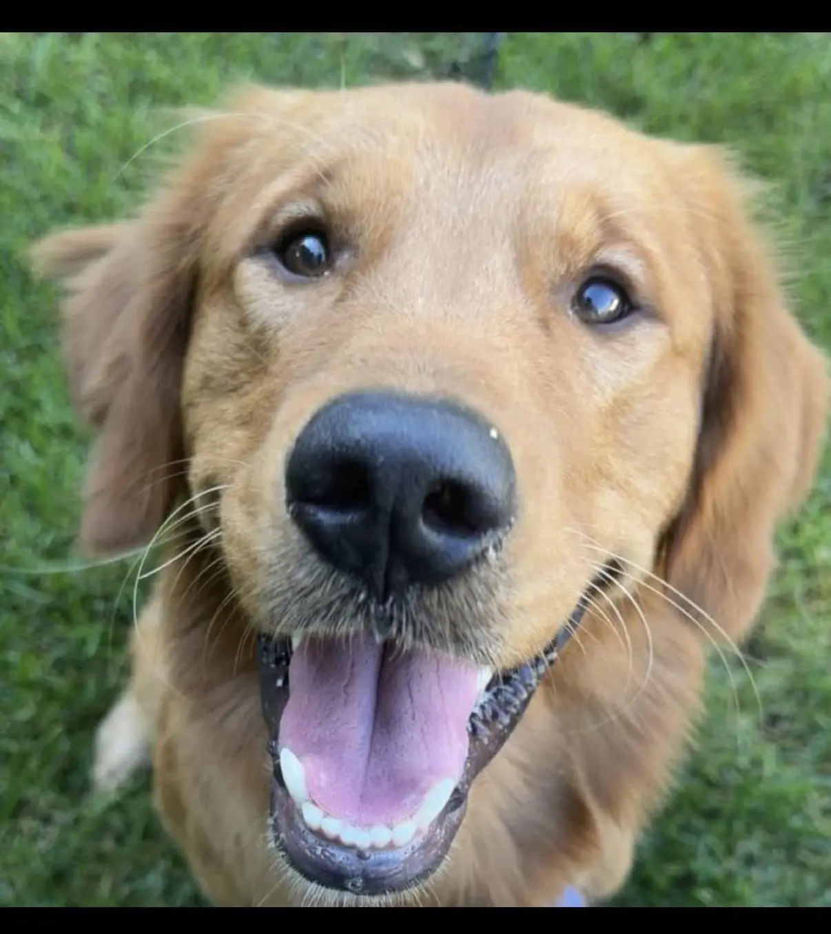 Golden Retriever stud dog: Smiling Golden Retriever with a golden coat in green grass