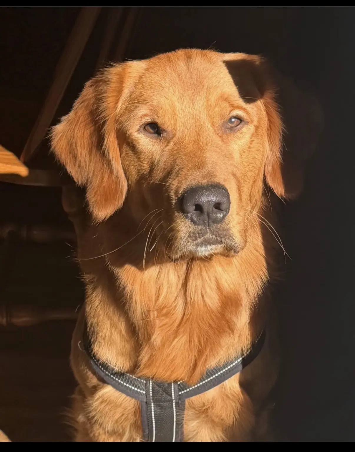 Golden Retriever stud dog: Golden Retriever with a shiny golden coat in soft lighting
