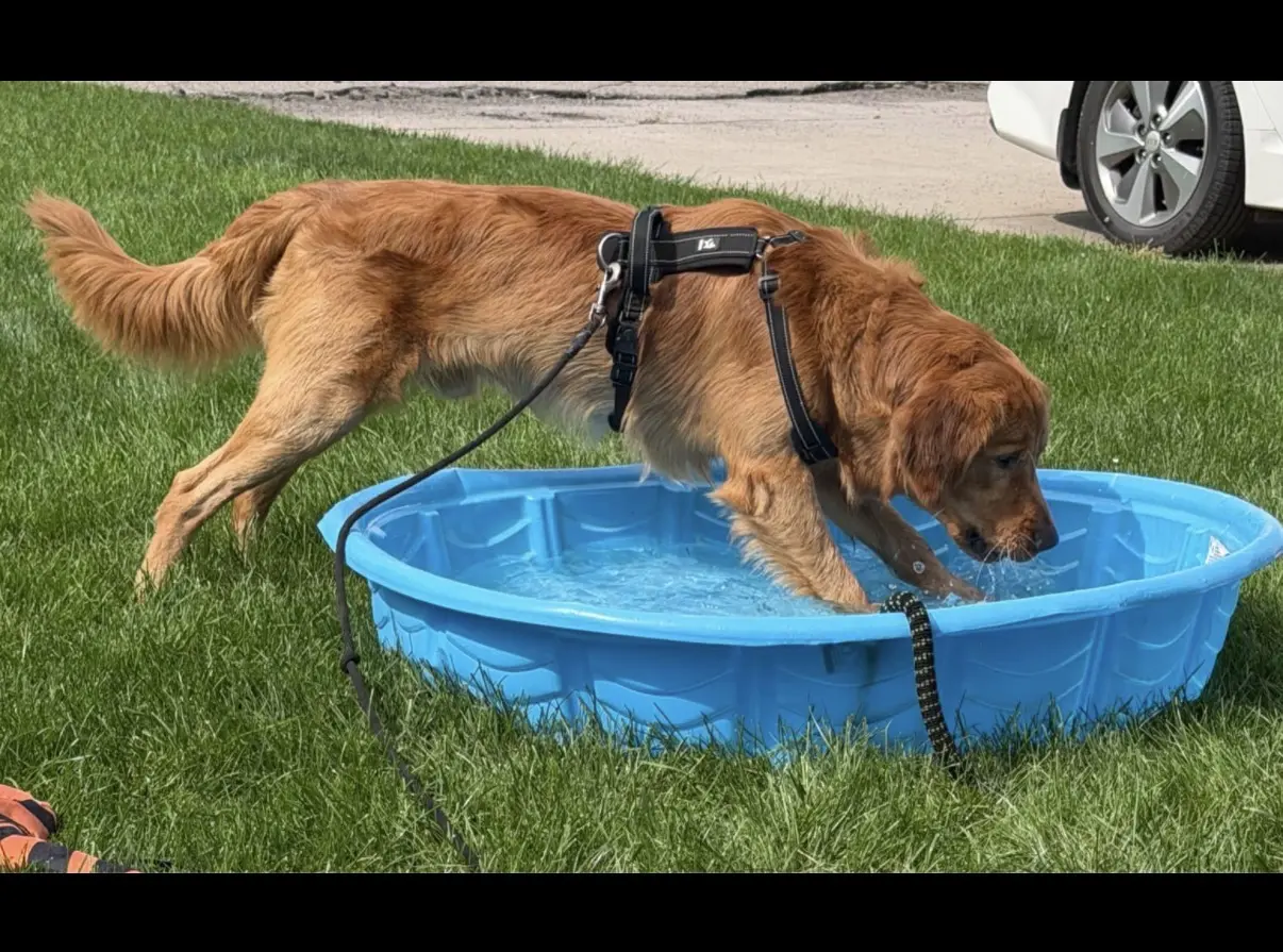 Golden Retriever stud dog: Golden Retriever playing in a blue kiddie pool on grass
