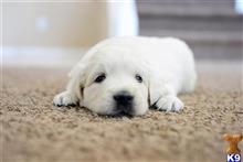 golden retriever puppy posted by timbearden