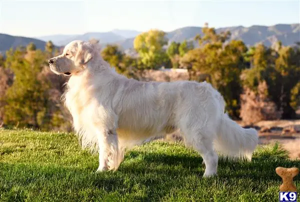 Golden Retriever stud dog