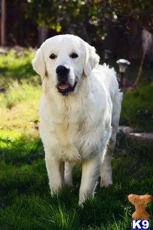 Golden Retriever stud dog