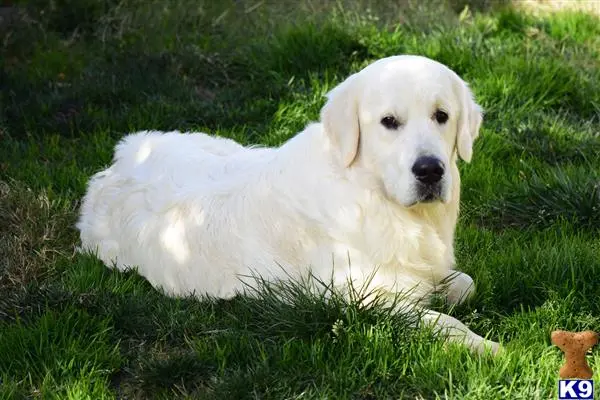 Golden Retriever stud dog