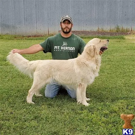 Golden Retriever stud dog