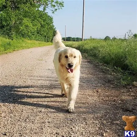 Golden Retriever stud dog