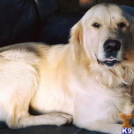 Golden Retriever stud dog