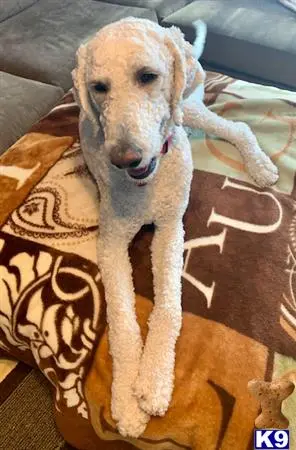 Aussiedoodle stud dog