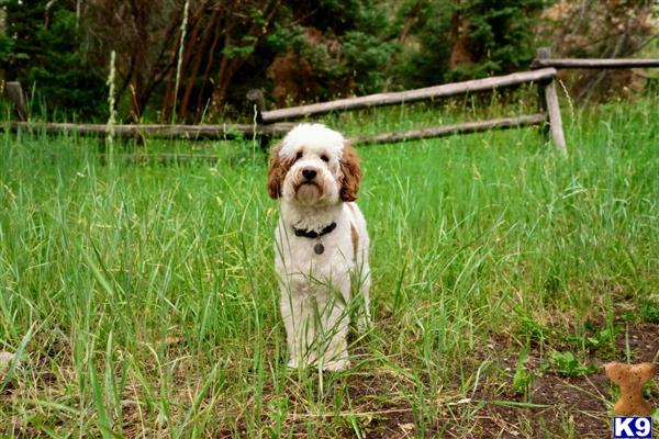 Goldendoodles