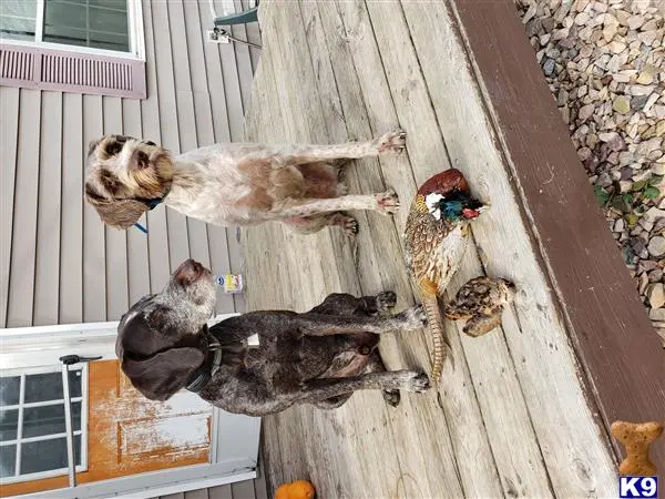 German Wirehaired Pointer stud dog