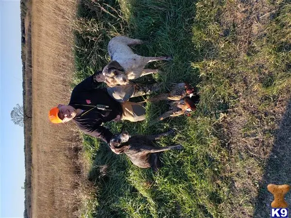 German Wirehaired Pointer stud dog