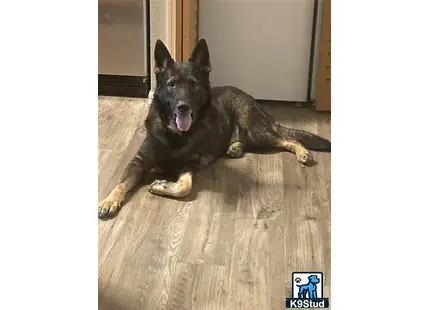 a german shepherd dog lying on the floor