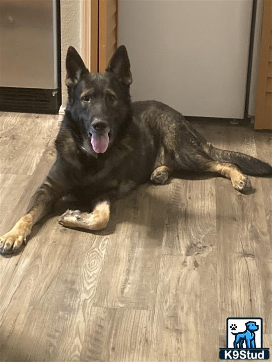 a german shepherd dog lying on the floor