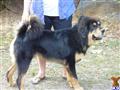 Tibetan Mastiff