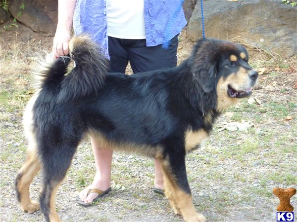 Tibetan Mastiff dog