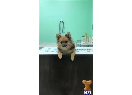 Pomeranian