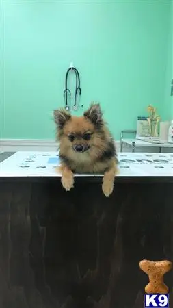 Pomeranian