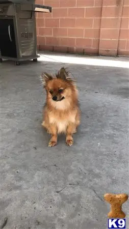 Pomeranian female dog