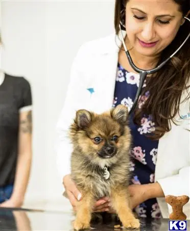 Pomeranian female dog