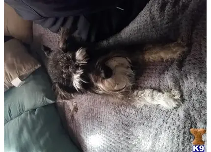 Miniature Schnauzer