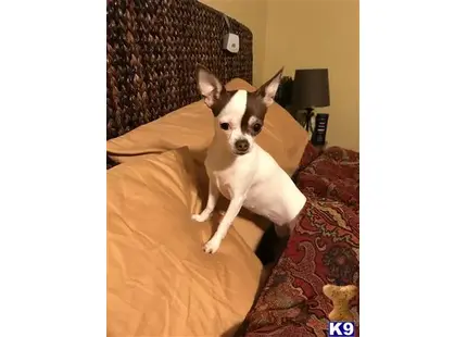 Chihuahua