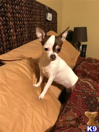 Chihuahua female dog