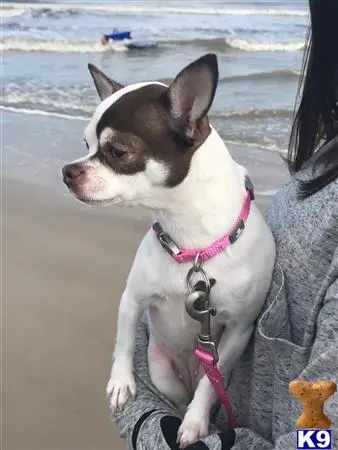 Chihuahua female dog