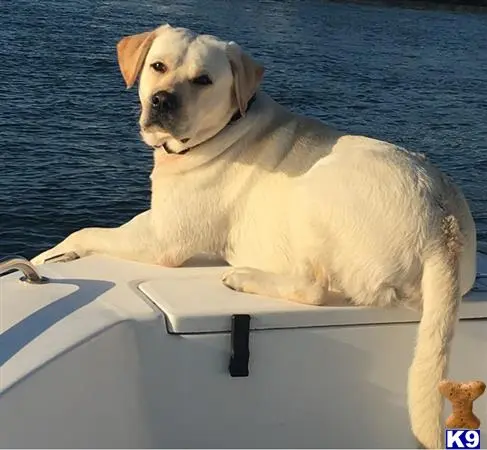 Labrador Retriever stud dog