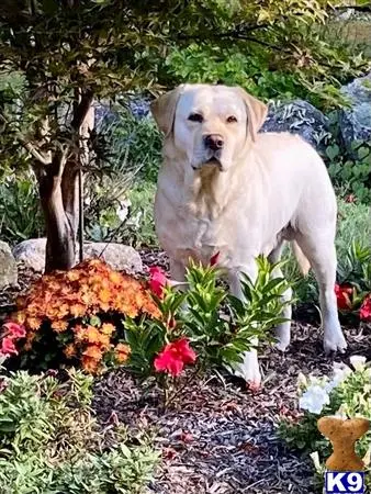 Labrador Retriever stud dog