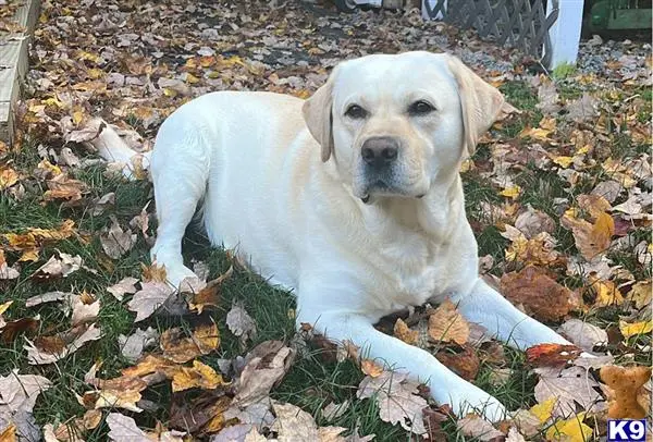 Labrador Retriever stud dog