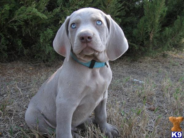 silver weimaraner puppies for sale weimaraner puppy for sale beautiful akc silver weimaraner puppies 5 years silver weimaraner puppies for sale weimaraner puppy for sale beautiful akc silver weimaraner puppies 5 years
