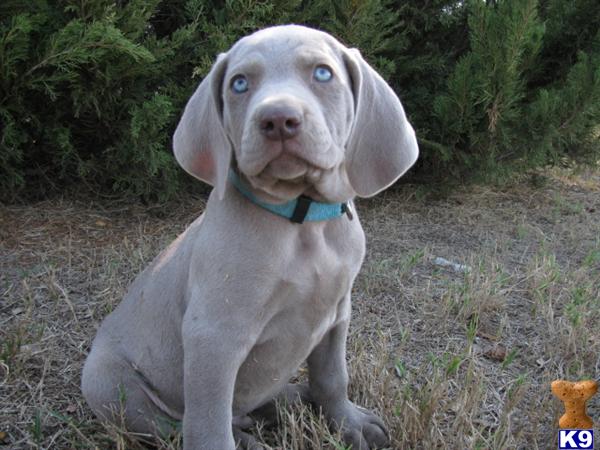 silver weimaraner puppies